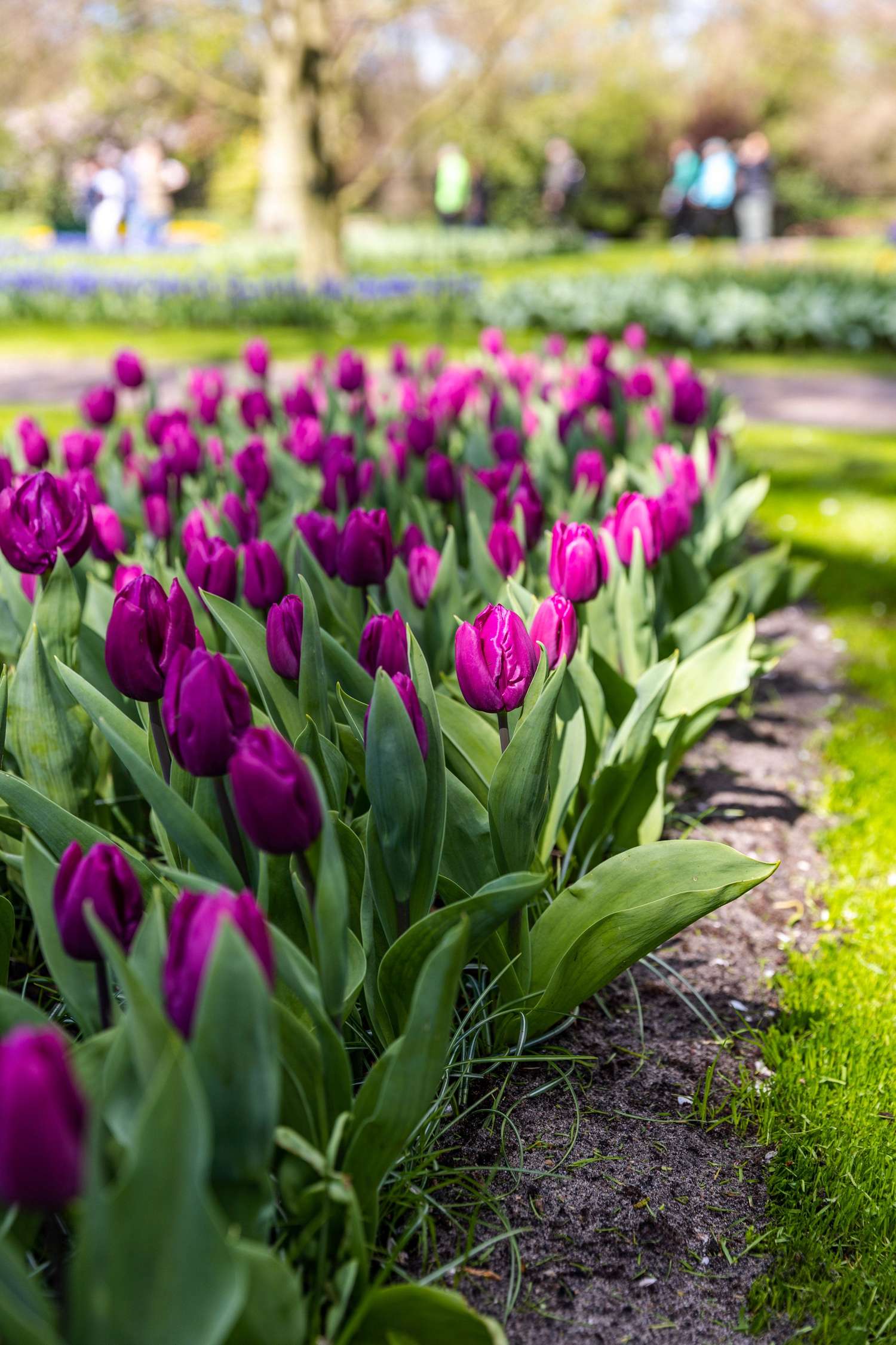 Tulppaani 'Purple Prince'